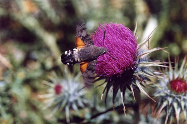 Macroglossum stellatarum